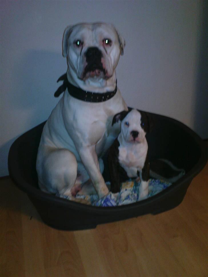 Amerikansk bulldog ****Daisy**** himmelhund <3 billede 7