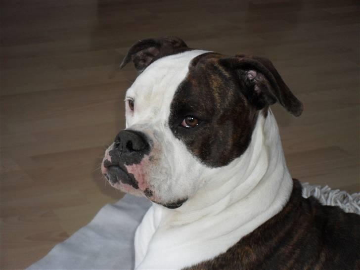 Amerikansk bulldog ****Daisy**** himmelhund <3 billede 8