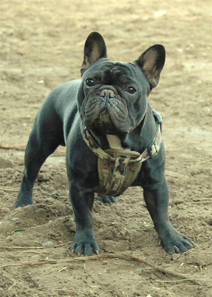 Fransk bulldog Blance Noir´s ~Ymer~ billede 2