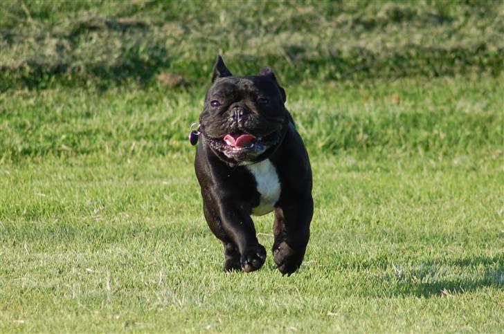 Fransk bulldog Blance Noir´s ~Ymer~ billede 3