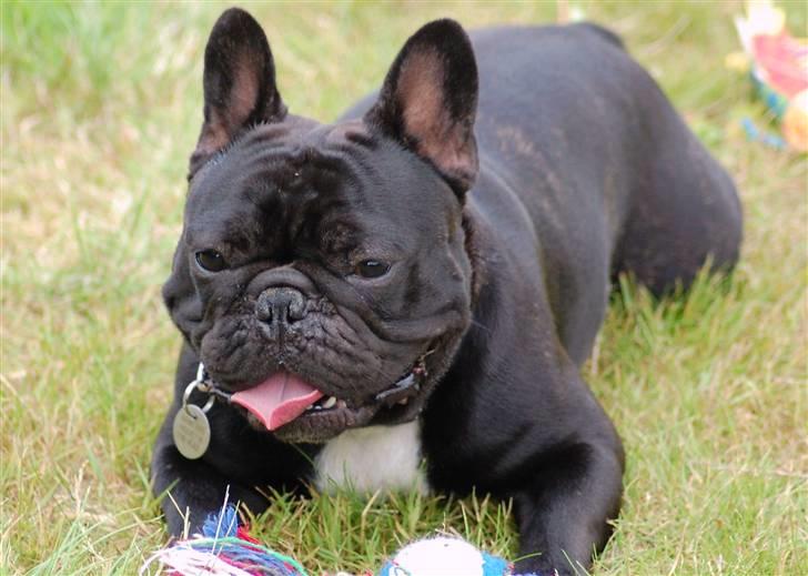 Fransk bulldog Blance Noir´s ~Ymer~ billede 4