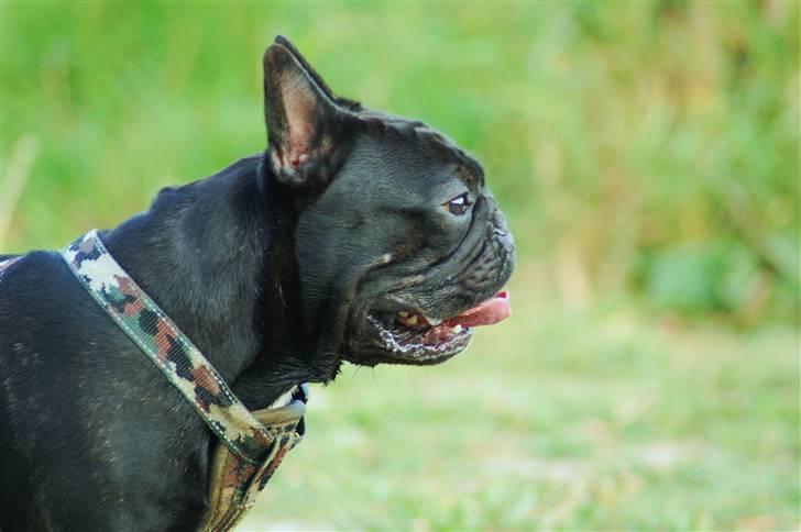 Fransk bulldog Blance Noir´s ~Ymer~ billede 5