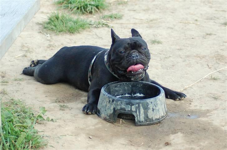 Fransk bulldog Blance Noir´s ~Ymer~ billede 6