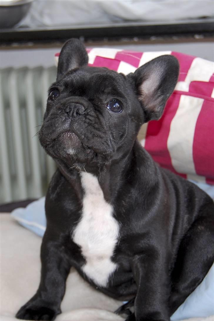 Fransk bulldog Blance Noir´s ~Ymer~ - Ymer Pingvin. 11 uger billede 7