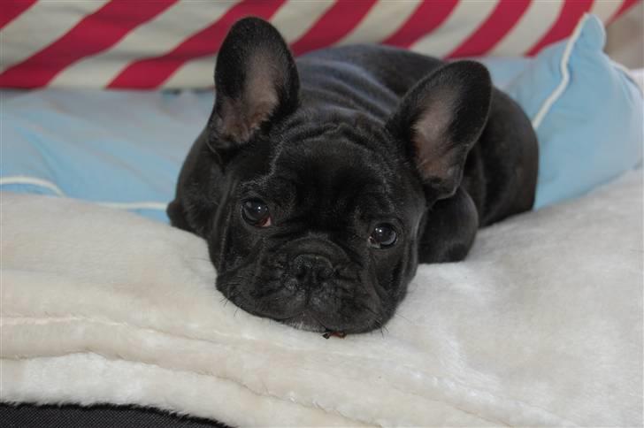 Fransk bulldog Blance Noir´s ~Ymer~ - Elsker det hvide tæppe. 10 uger billede 8