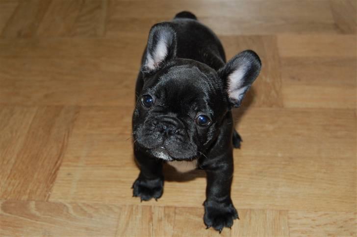 Fransk bulldog Blance Noir´s ~Ymer~ - Er liiiige klar til et buller-flip! 9 uger billede 9