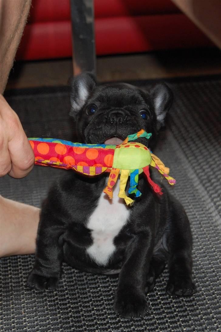 Fransk bulldog Blance Noir´s ~Ymer~ - Mit første legetøj var næææsten større end mig :o) 8 uger billede 10