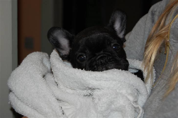 Fransk bulldog Blance Noir´s ~Ymer~ - -Bare fordi man kommer til at sætte sig i sit eget bæ, skal man da ikke i bad! 8 uger billede 11