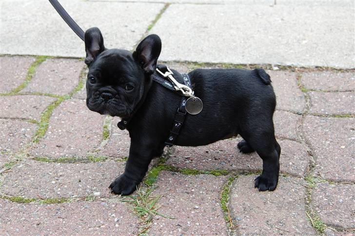 Fransk bulldog Blance Noir´s ~Ymer~ - Min aller første gåtur! 8 uger billede 12