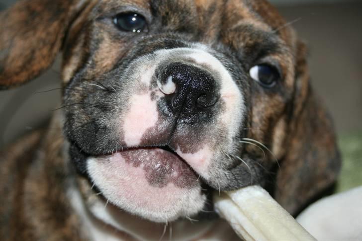 Olde english bulldogge Sally  - lige landet i mors sofa .. det får jeg nok ikke lov til ret længe så det skal nydes billede 1