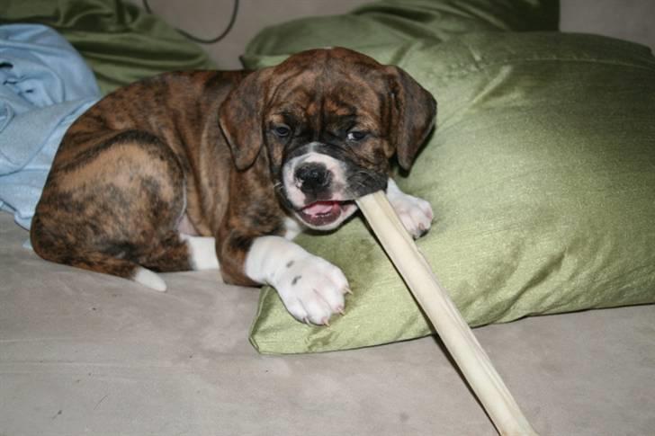 Olde english bulldogge Sally  - jo jo det er rå hygge at i ved det  billede 2