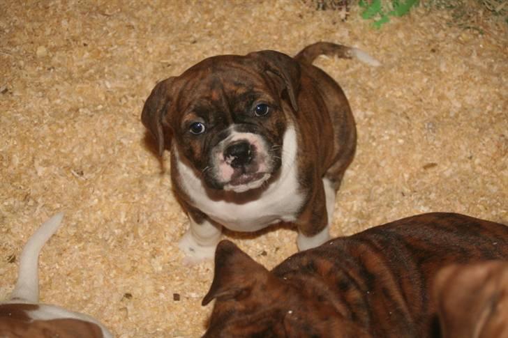 Olde english bulldogge Sally  - så mor tag mig nu bare så vi kan komme hjem  billede 3