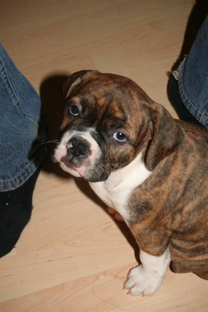 Olde english bulldogge Sally  - se mig mor billede 4