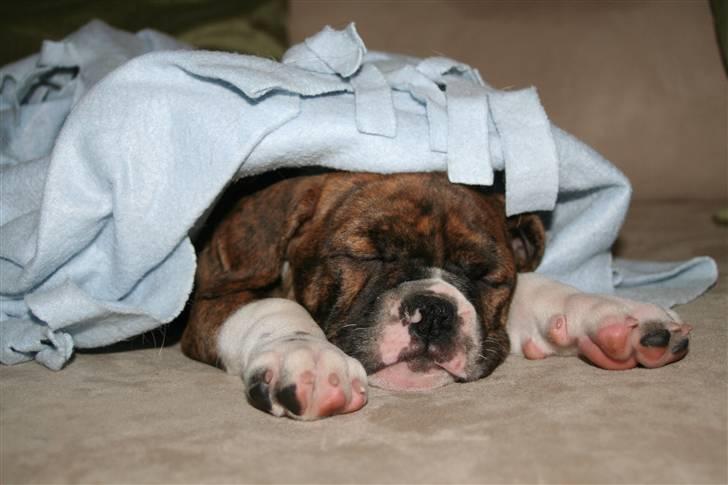 Olde english bulldogge Sally  - luxus skønt  billede 5