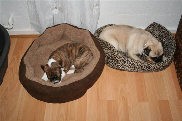 Olde english bulldogge Sally  - min nye søster mopsen trut billede 6