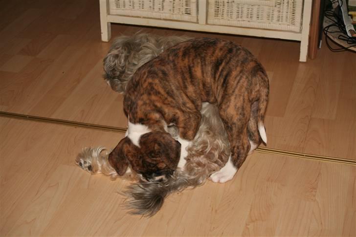 Olde english bulldogge Sally  - jo jo jeg har også en ny store bror löwchen Mikey  billede 7