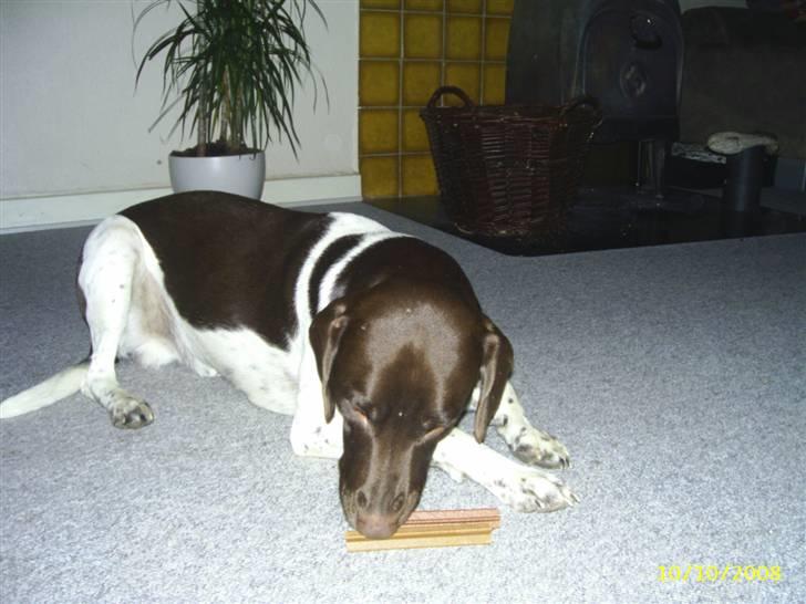 Gammel dansk hønsehund /Labrador    Laban billede 19