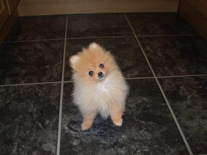 Pomeranian Trille billede 2