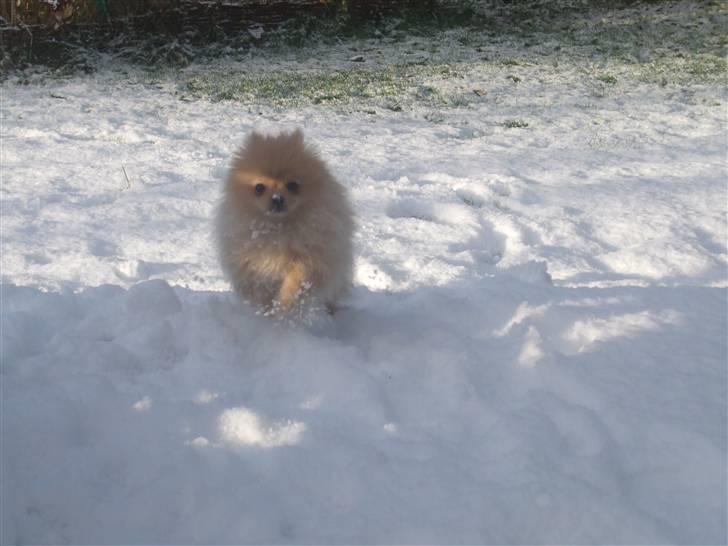 Pomeranian Trille - Først gang i år der er sne, og Trille kan lide det (: billede 6