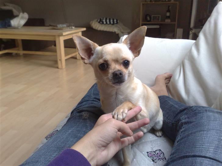 Chihuahua Chilli <3 billede 16