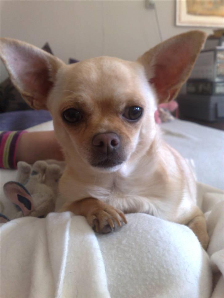 Chihuahua Chilli <3 billede 17