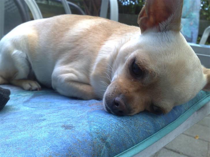 Chihuahua Chilli <3 billede 18