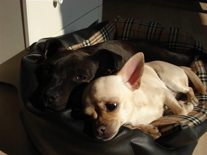 Chihuahua Chilli <3 billede 19