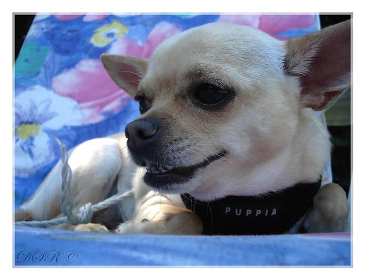 Chihuahua Chilli <3 billede 20