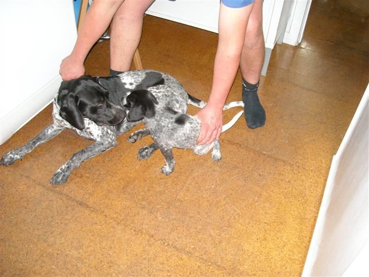 Blanding af racer Basse billede 4