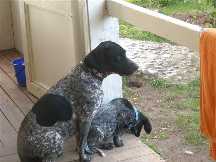 Blanding af racer Basse billede 5