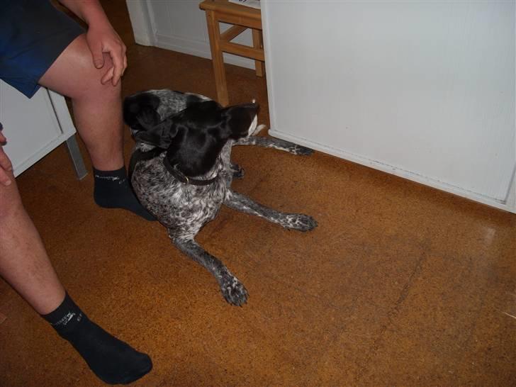 Blanding af racer Basse billede 6