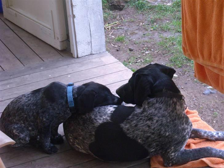 Blanding af racer Basse billede 7