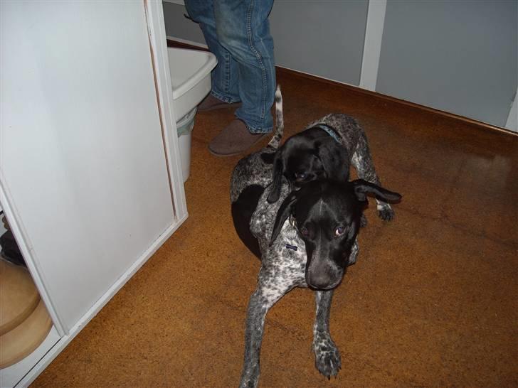 Blanding af racer Basse billede 9