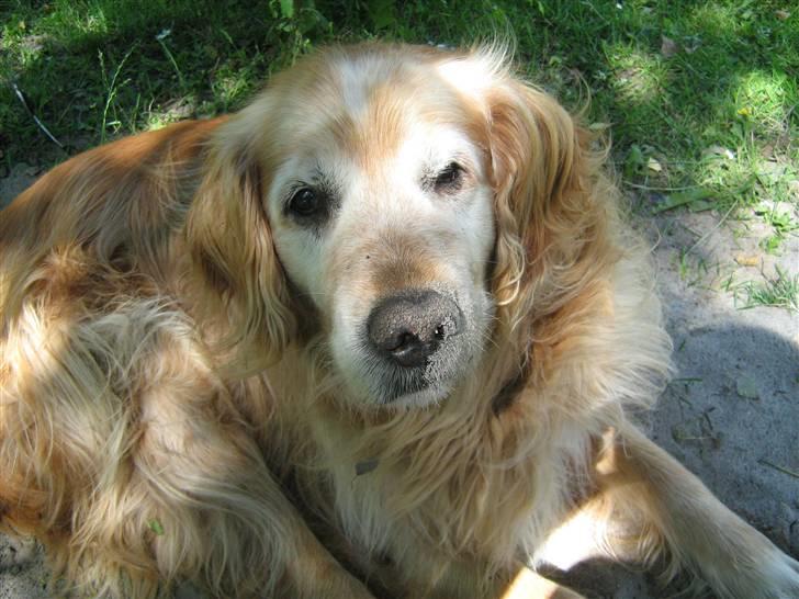 Golden retriever Rocky Hektor           Du er elsket og savnte skat billede 3