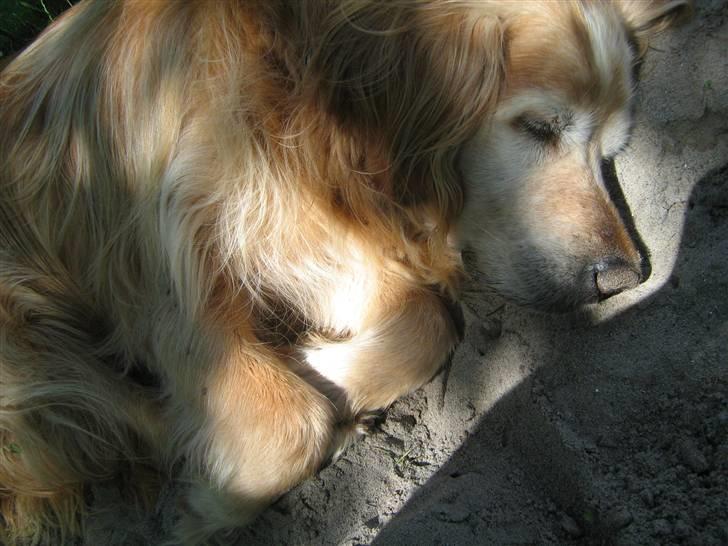Golden retriever Rocky Hektor           Du er elsket og savnte skat billede 4