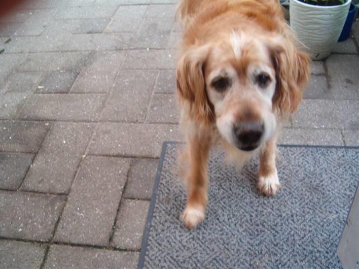 Golden retriever Rocky Hektor           Du er elsket og savnte skat billede 5