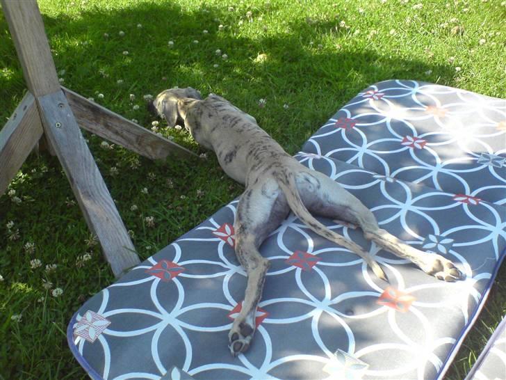 Whippet Piper - Tager en slapper i haven billede 10