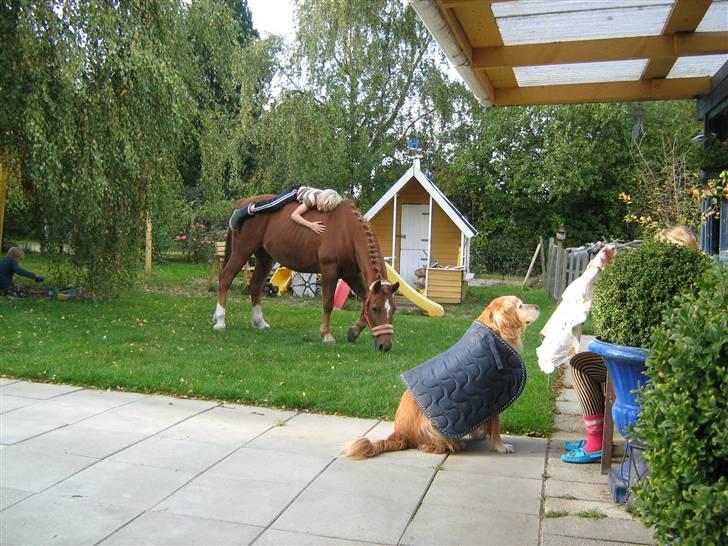 Golden retriever Rocky Hektor           Du er elsket og savnte skat billede 6