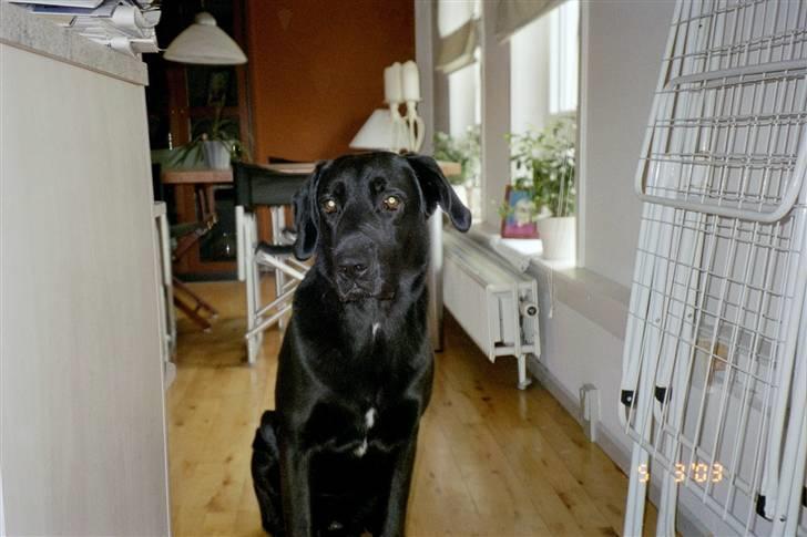 Labrador retriever Baloo (himmelhund) billede 1