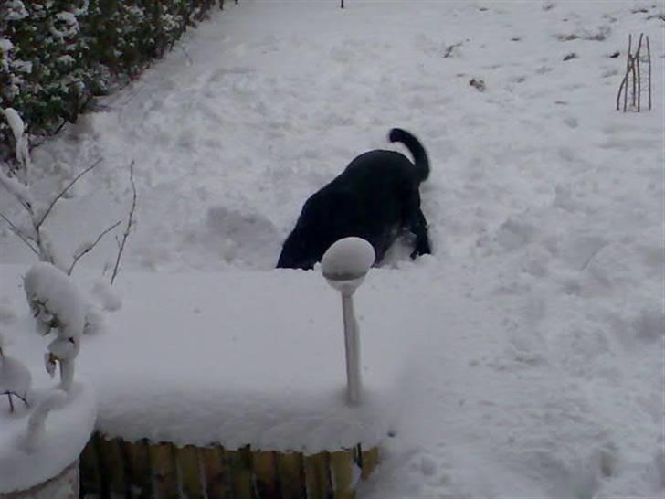 Labrador retriever Baloo (himmelhund) billede 2