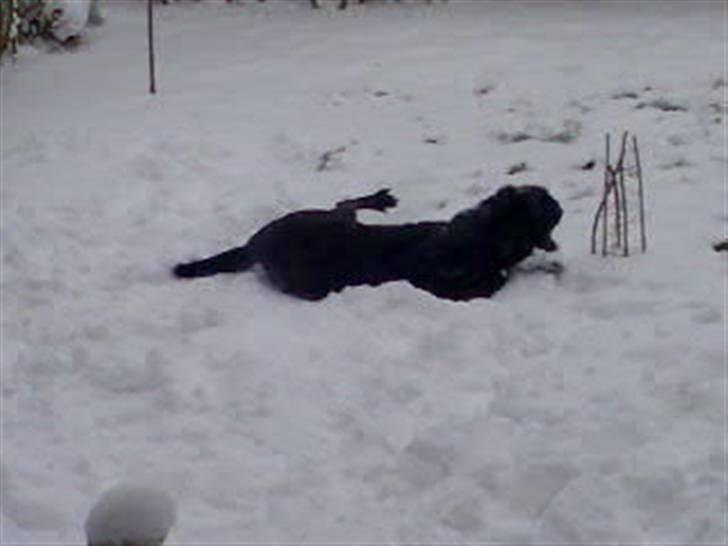 Labrador retriever Baloo (himmelhund) billede 3