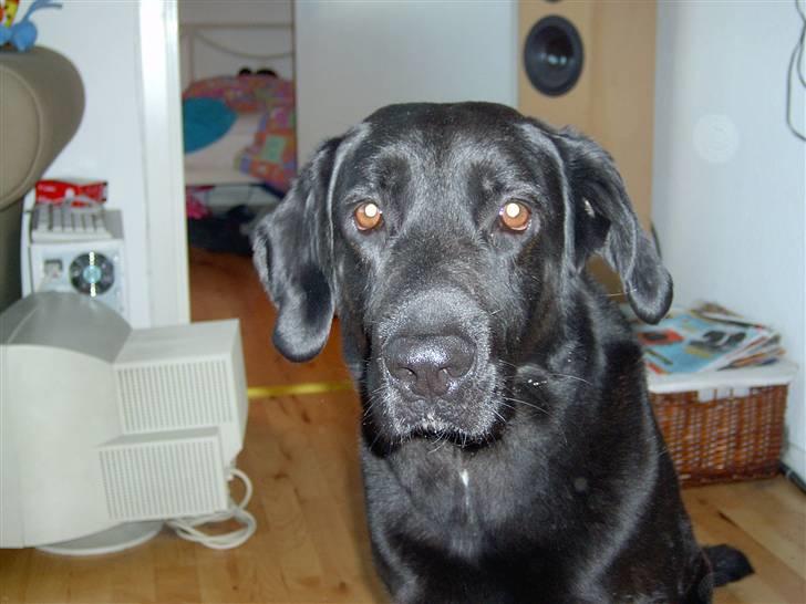 Labrador retriever Baloo (himmelhund) billede 4