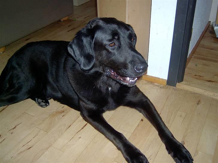 Labrador retriever Baloo (himmelhund) billede 5