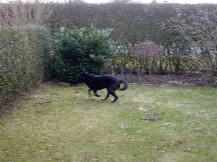 Labrador retriever Baloo (himmelhund) billede 6