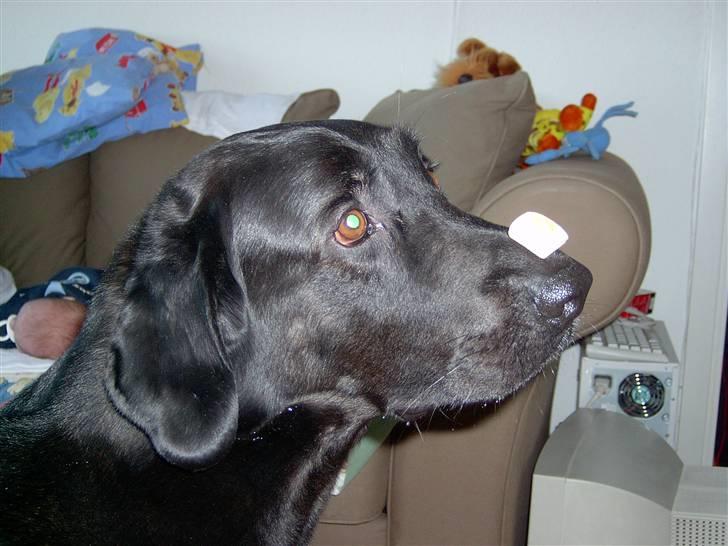 Labrador retriever Baloo (himmelhund) billede 7