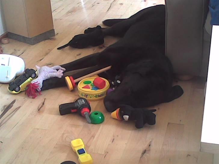 Labrador retriever Baloo (himmelhund) billede 8