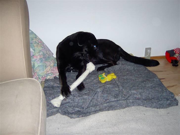 Labrador retriever Baloo (himmelhund) billede 10