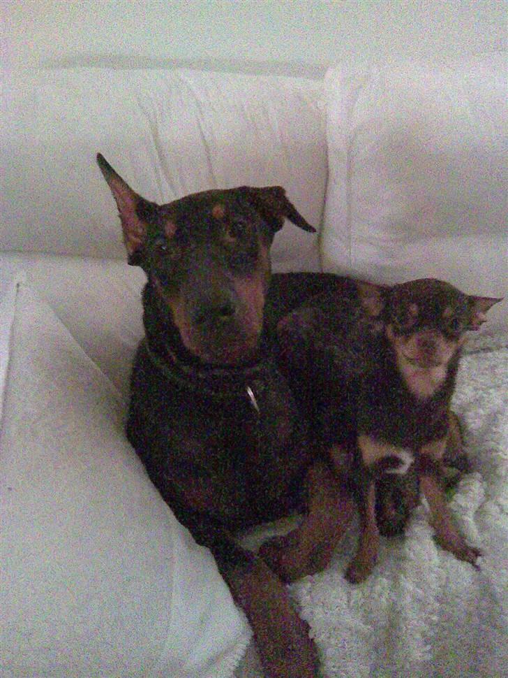 Dobermann jicko - Jicko billede 1