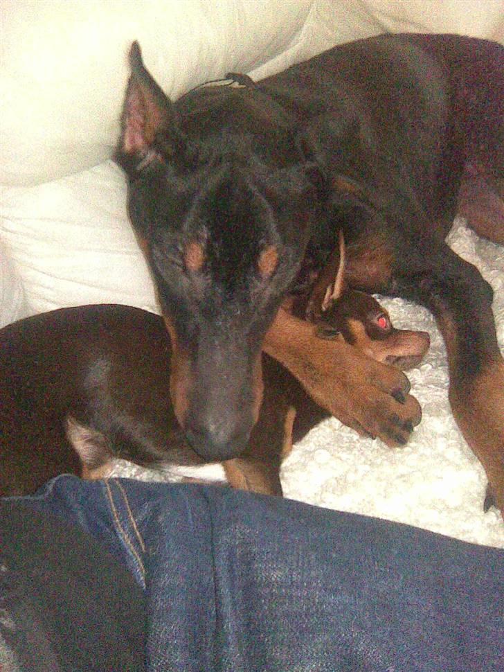 Dobermann jicko - Jicko1 billede 2