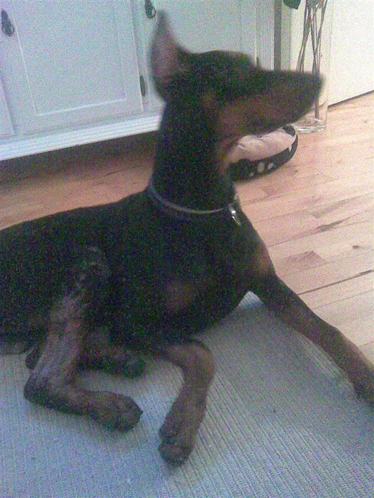 Dobermann jicko - jicko billede 3